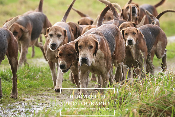 Hurworth Hunt  198