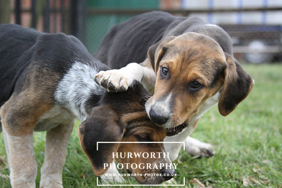Hurworth Hunt Hound Pups 034