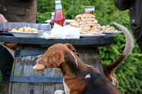 Cheeky hound!