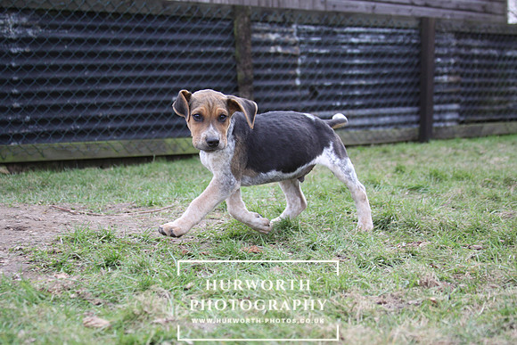 Hurworth Hunt Hound Pups 044
