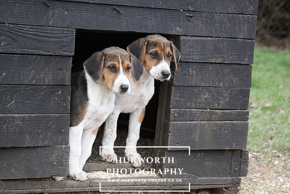 Hurworth Hunt Hound Pups 072