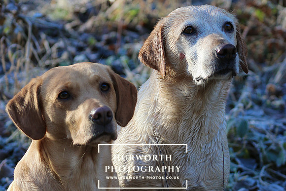 Studley Royal Ladies Shoot 094