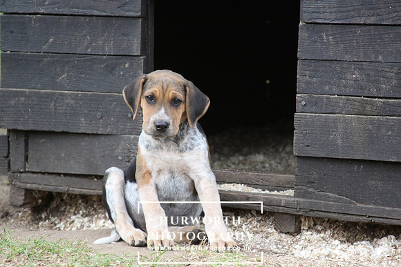 Hurworth Hunt Hound Pups 095