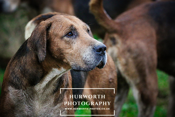 Hurworth Hunt  504