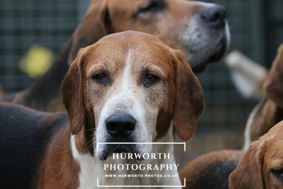 Hurworth Hunt  101