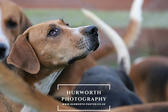 Hurworth Hunt  96