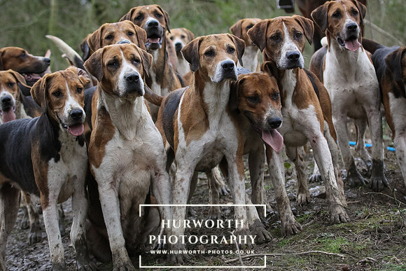 Hurworth Hunt 531