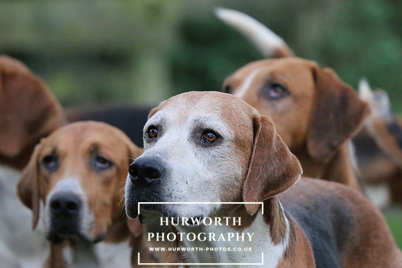 Hurworth Hunt  99