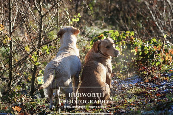 Studley Royal Ladies Shoot 146