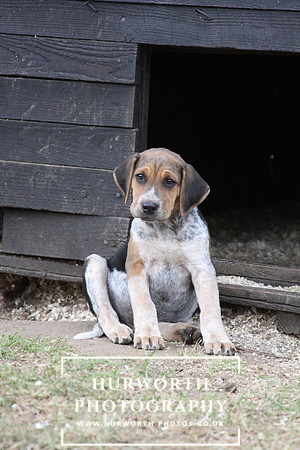Hurworth Hunt Hound Pups 097