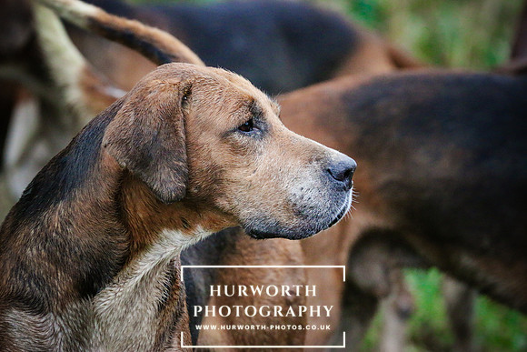Hurworth Hunt  505