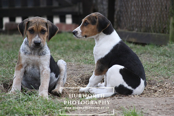 Hurworth Hunt Hound Pups 021