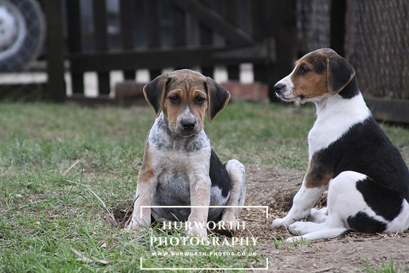 Hurworth Hunt Hound Pups 023