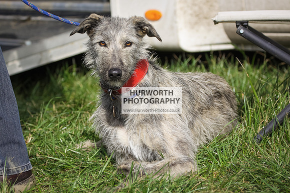 Hurworth Hunt Hedge Hop 016