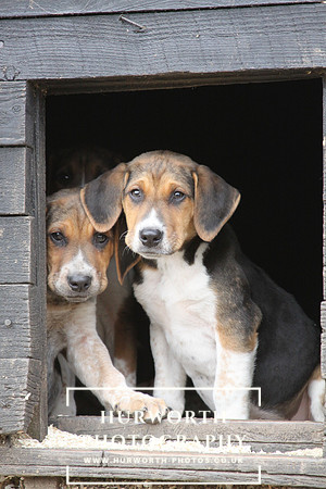 Hurworth Hunt Hound Pups 128