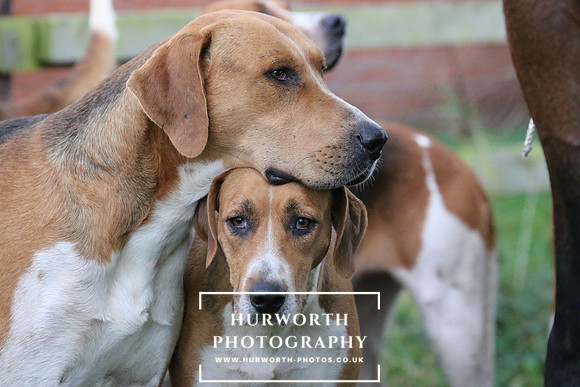 Hurworth Hunt  103