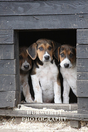 Hurworth Hunt Hound Pups 115