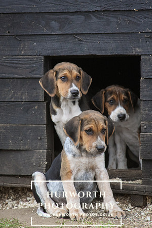 Hurworth Hunt Hound Pups 109