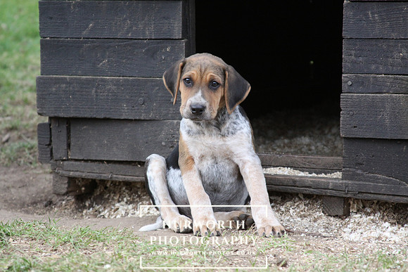 Hurworth Hunt Hound Pups 096