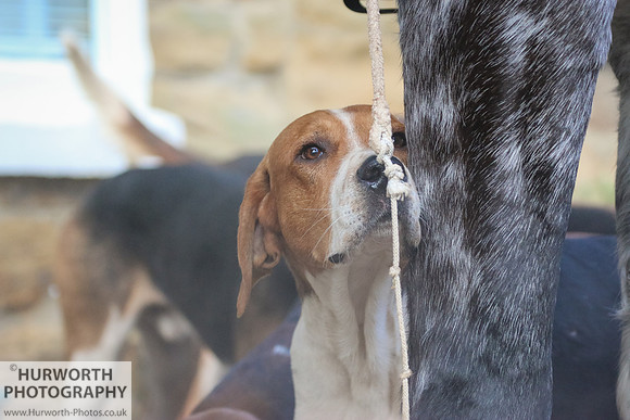 Hurworth Hunt 055