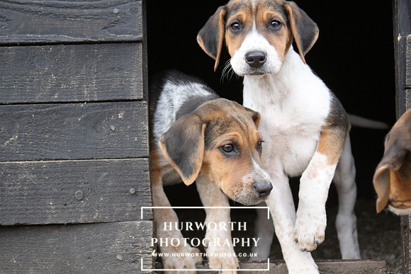 Hurworth Hunt Hound Pups 081