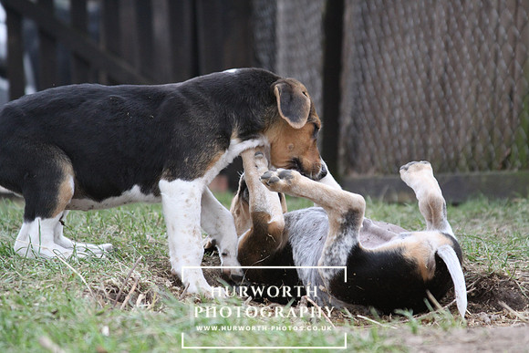 Hurworth Hunt Hound Pups 040