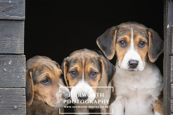 Hurworth Hunt Hound Pups 156