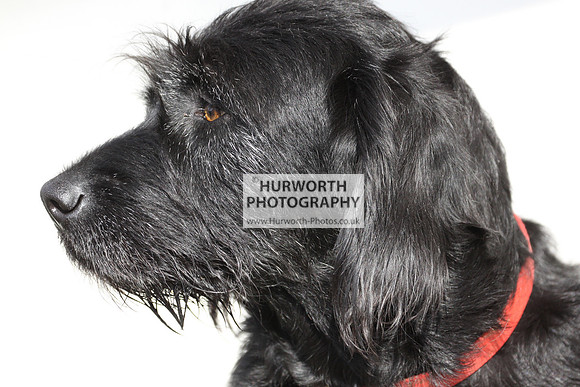 Hurworth Hunt Hedge Hop 020