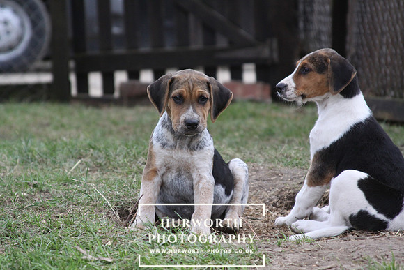 Hurworth Hunt Hound Pups 022
