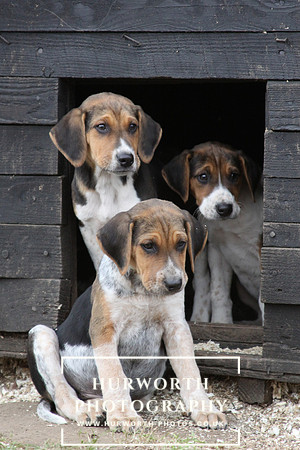 Hurworth Hunt Hound Pups 110