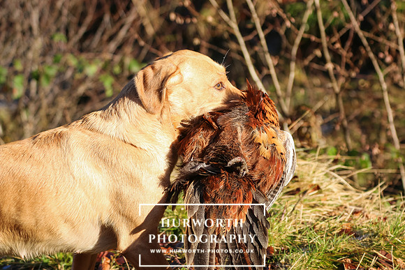 Studley Royal Ladies Shoot 144