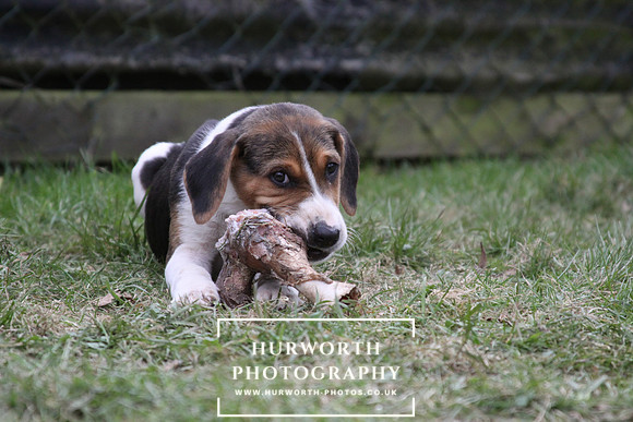 Hurworth Hunt Hound Pups 135