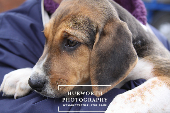Hurworth Hunt Hound Pups 093