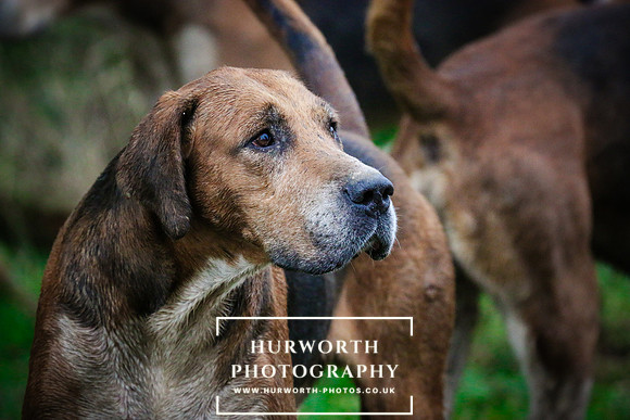 Hurworth Hunt  503