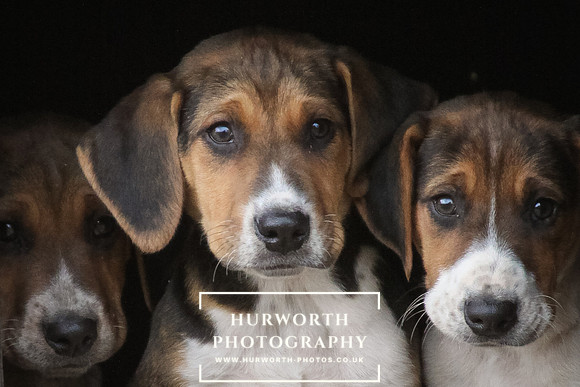Hurworth Hunt Hound Pups 114