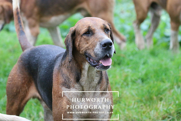 Hurworth Hunt 124