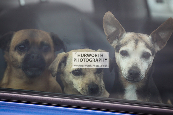 Hurworth Hunt Hedge Hop 015