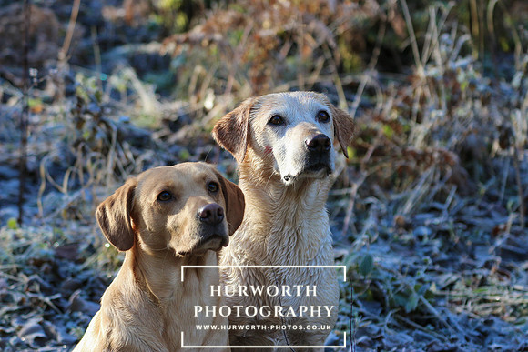 Studley Royal Ladies Shoot 092