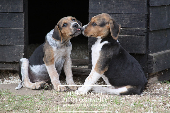Hurworth Hunt Hound Pups 102