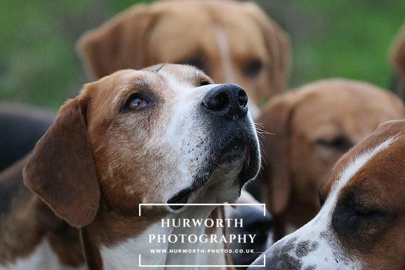 Hurworth Hunt  118