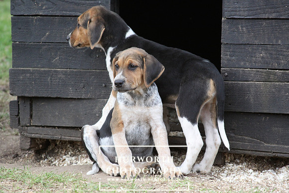 Hurworth Hunt Hound Pups 098