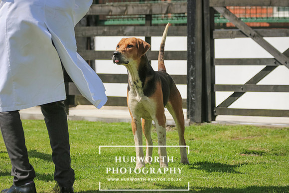 Hurworth Hunt 19