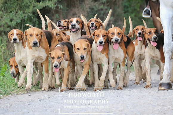 Hurworth Hunt 145