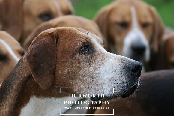 Hurworth Hunt  116
