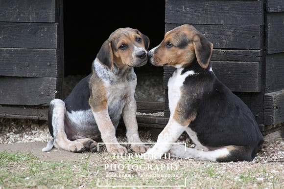 Hurworth Hunt Hound Pups 103