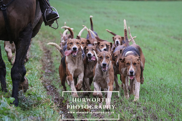 Hurworth Hunt  247