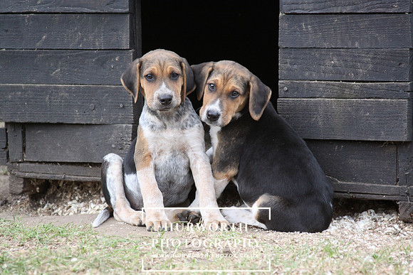 Hurworth Hunt Hound Pups 101