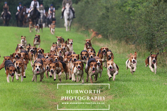 Hurworth Hunt 423