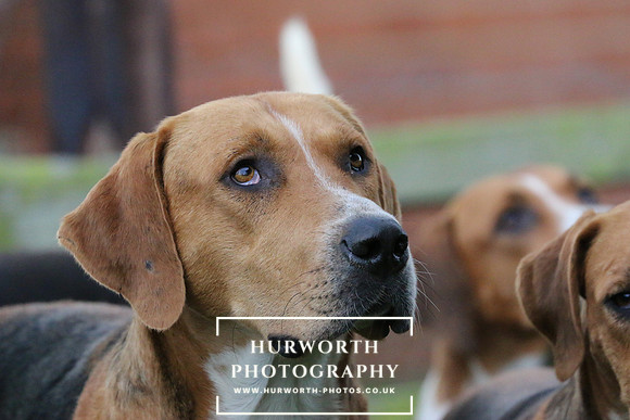 Hurworth Hunt  100