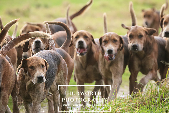 Hurworth Hunt  202